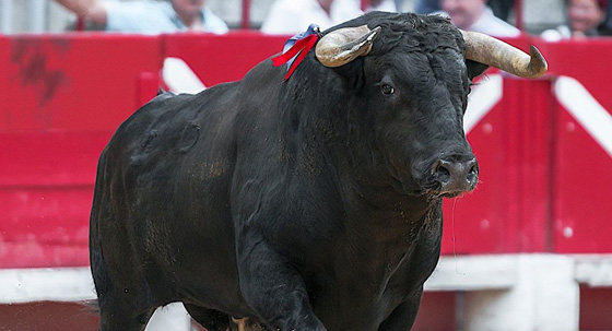 اصابة 12 مشاركا في مهرجان مصارعة الثيران في البيرو.. فيديو صورة رقم 2