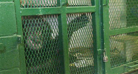 محكمة امريكية تحسم: الشمبانزي ليس كالانسان ولا يستحق ذات الحقوق! صورة رقم 3