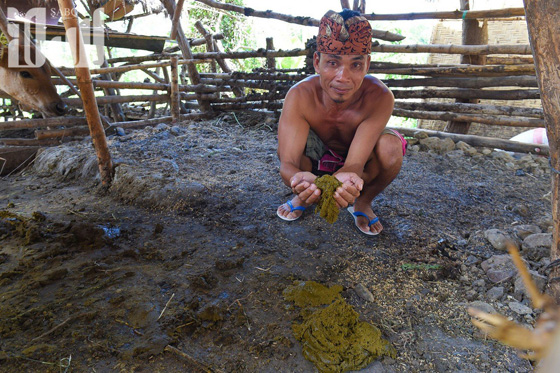 القرية الظالم اهلها.. يتبعون الاسلام ولا يعرفون منه سوى تحريم الخنزير! صورة رقم 13