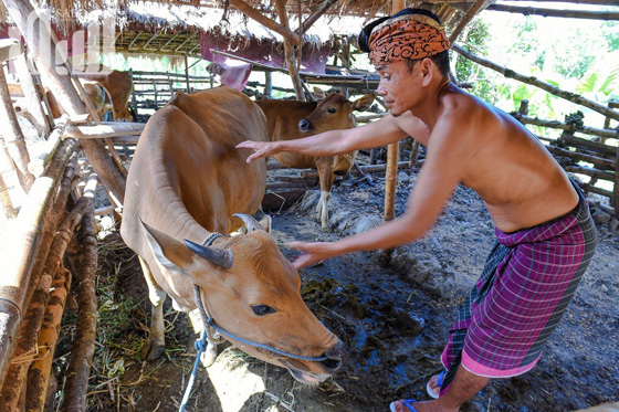 القرية الظالم اهلها.. يتبعون الاسلام ولا يعرفون منه سوى تحريم الخنزير! صورة رقم 4