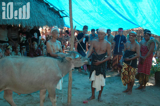 القرية الظالم اهلها.. يتبعون الاسلام ولا يعرفون منه سوى تحريم الخنزير! صورة رقم 5