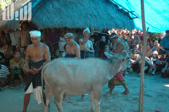 القرية الظالم اهلها.. يتبعون الاسلام ولا يعرفون منه سوى تحريم الخنزير! صورة رقم 19