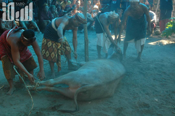 القرية الظالم اهلها.. يتبعون الاسلام ولا يعرفون منه سوى تحريم الخنزير! صورة رقم 22