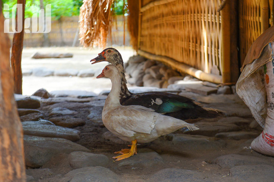 القرية الظالم اهلها.. يتبعون الاسلام ولا يعرفون منه سوى تحريم الخنزير! صورة رقم 11