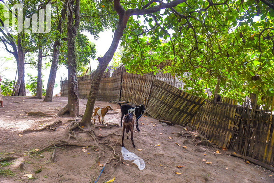 القرية الظالم اهلها.. يتبعون الاسلام ولا يعرفون منه سوى تحريم الخنزير! صورة رقم 26