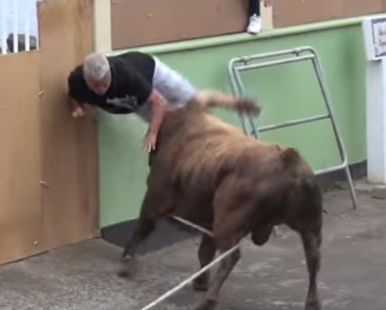 ثور هائج يكره التصوير.. شاهد ماذا فعل بالرجل الذي يحمل آي باد! صورة رقم 2