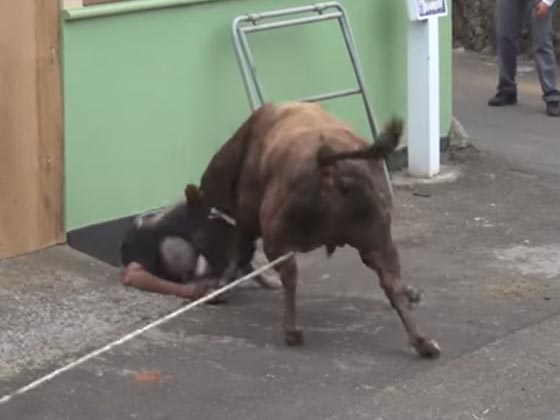 ثور هائج يكره التصوير.. شاهد ماذا فعل بالرجل الذي يحمل آي باد! صورة رقم 4