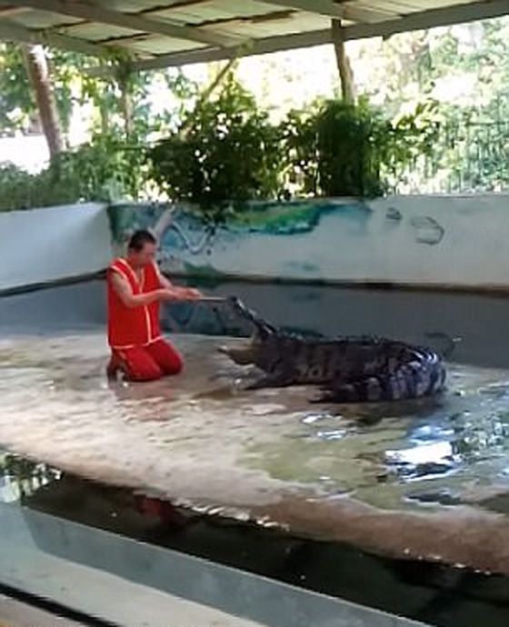 فيديو مروع.. تمساح غادر يعض رأس مدربه اثناء عرض بحديقة تماسيح صورة رقم 1