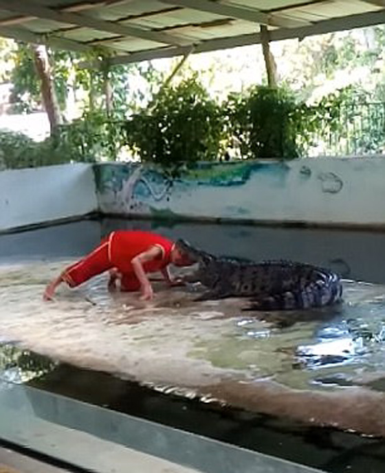 فيديو مروع.. تمساح غادر يعض رأس مدربه اثناء عرض بحديقة تماسيح صورة رقم 2