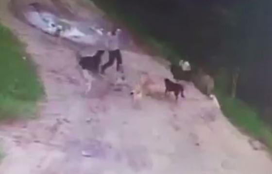 فيديو مؤلم.. كلاب ضالة تنهش رجلا حتى الموت صورة رقم 1