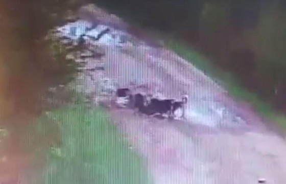 فيديو مؤلم.. كلاب ضالة تنهش رجلا حتى الموت صورة رقم 2