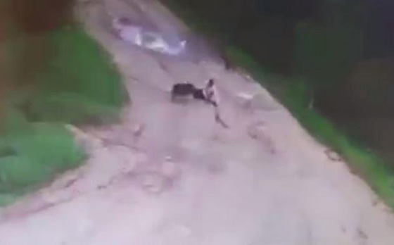 فيديو مؤلم.. كلاب ضالة تنهش رجلا حتى الموت صورة رقم 3