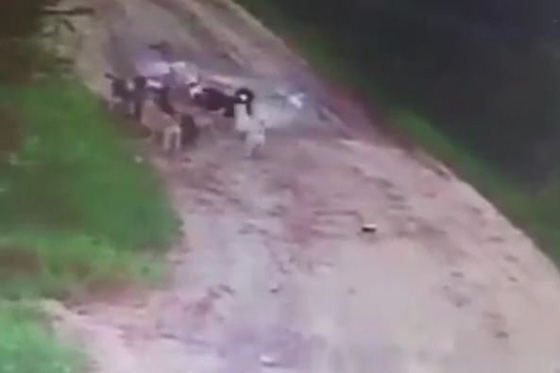 فيديو مؤلم.. كلاب ضالة تنهش رجلا حتى الموت صورة رقم 4