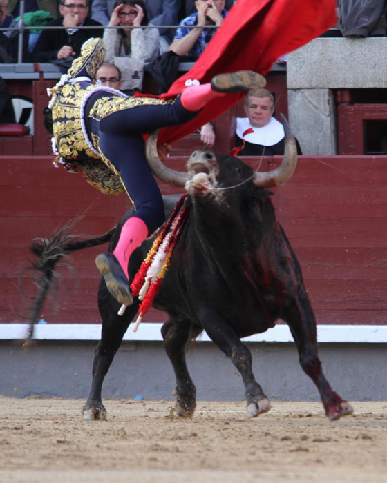 ثور يودي بحياة مصارع ثيران اسباني بطعنة في الصدر صورة رقم 12