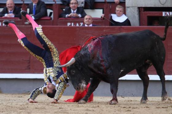 ثور يودي بحياة مصارع ثيران اسباني بطعنة في الصدر صورة رقم 11