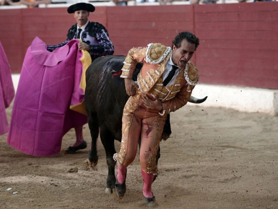 ثور يودي بحياة مصارع ثيران اسباني بطعنة في الصدر صورة رقم 4