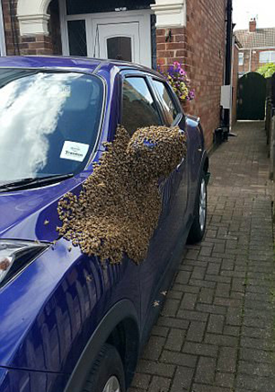 20 الف نحلة تستعمر سيارة مواطنة امريكية وتصيبها بالصدمة! فيديو صورة رقم 1