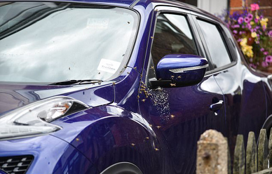 20 الف نحلة تستعمر سيارة مواطنة امريكية وتصيبها بالصدمة! فيديو صورة رقم 3