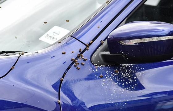 20 الف نحلة تستعمر سيارة مواطنة امريكية وتصيبها بالصدمة! فيديو صورة رقم 4