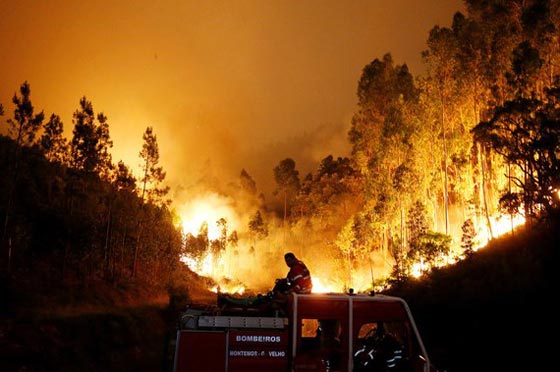 ارتفاع حصيلة ضحايا حرائق الغابات في البرتغال الى 62 قتيلا صورة رقم 3