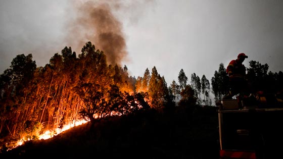 ارتفاع حصيلة ضحايا حرائق الغابات في البرتغال الى 62 قتيلا صورة رقم 5