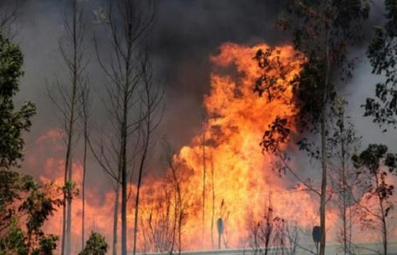 ارتفاع حصيلة ضحايا حرائق الغابات في البرتغال الى 62 قتيلا صورة رقم 6