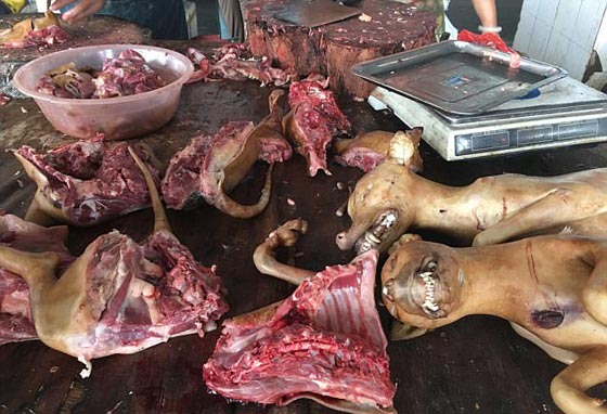 الصين: انطلاق مهرجان أكل لحوم الكلاب رغم شائعات إلغائه.. صور صورة رقم 5