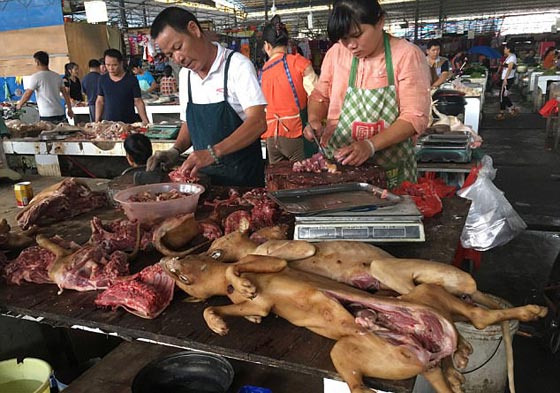 الصين: انطلاق مهرجان أكل لحوم الكلاب رغم شائعات إلغائه.. صور صورة رقم 1