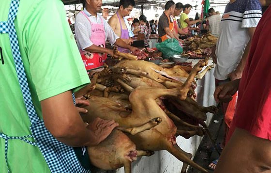 الصين: انطلاق مهرجان أكل لحوم الكلاب رغم شائعات إلغائه.. صور صورة رقم 7