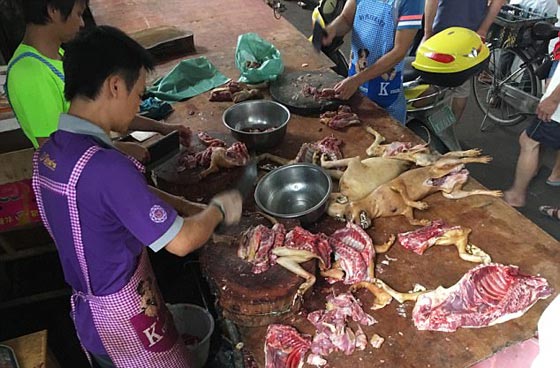 الصين: انطلاق مهرجان أكل لحوم الكلاب رغم شائعات إلغائه.. صور صورة رقم 9