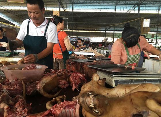 الصين: انطلاق مهرجان أكل لحوم الكلاب رغم شائعات إلغائه.. صور صورة رقم 11