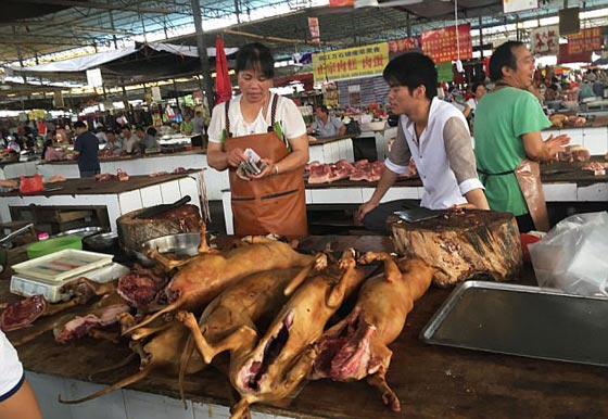 الصين: انطلاق مهرجان أكل لحوم الكلاب رغم شائعات إلغائه.. صور صورة رقم 18