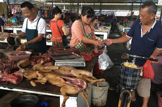 الصين: انطلاق مهرجان أكل لحوم الكلاب رغم شائعات إلغائه.. صور صورة رقم 19