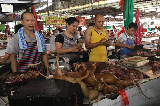 الصين: انطلاق مهرجان أكل لحوم الكلاب رغم شائعات إلغائه.. صور صورة رقم 20