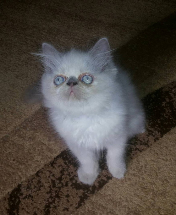 علاج قطة من غزة في إسرائيل يثير الجدل! هل حياة الحيوان أهم من الانسان؟ صورة رقم 1