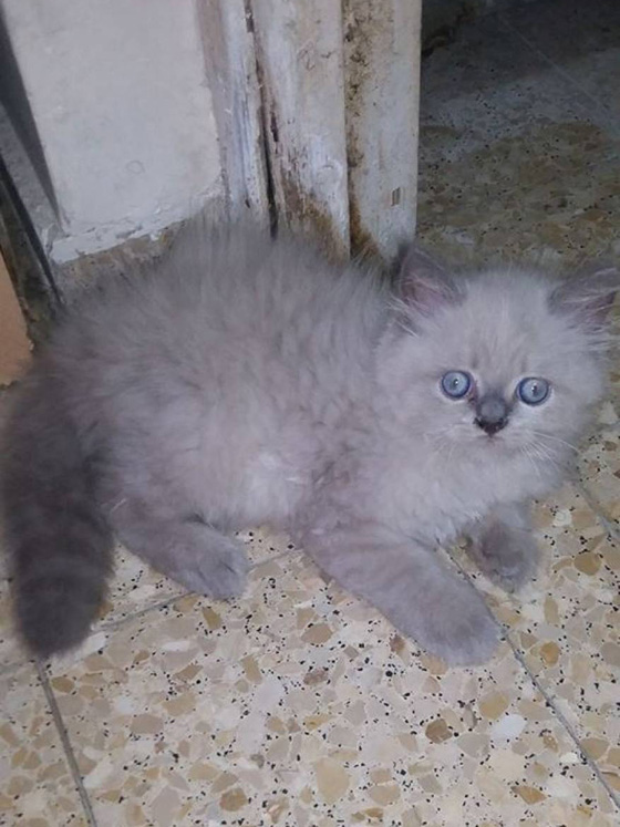 علاج قطة من غزة في إسرائيل يثير الجدل! هل حياة الحيوان أهم من الانسان؟ صورة رقم 3