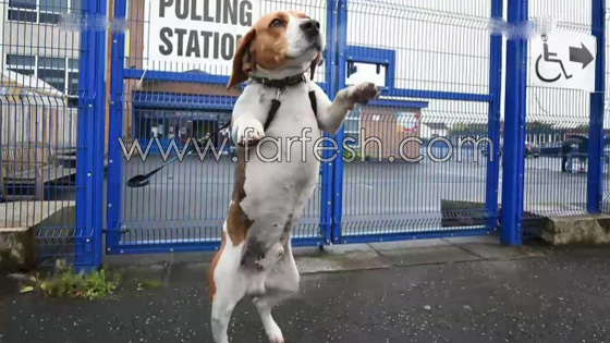  قرية في كنتاكي تنتخب كلبا لمنصب رئيس البلدية! صورة رقم 1