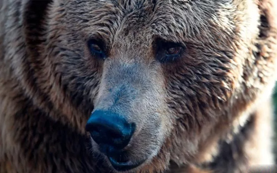 طفل (7 سنوات) ينقذ عمه من مخالب دب ببندقية صيد صورة رقم 3