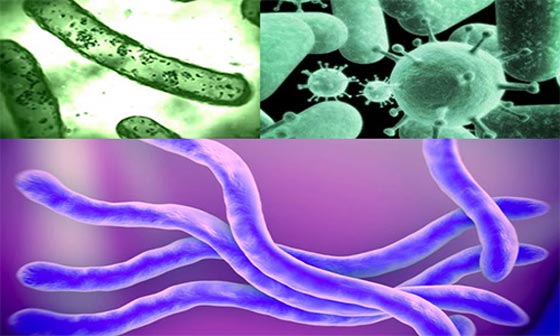 سؤال اكاديمي! من هو مؤسس علم الجراثيم؟ ليونيل ميسي او صباح فخري صورة رقم 3