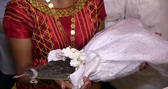 عمدة مدينة مكسيكية يعقد قرانه على تمساح.. ما غايته؟! فيديو صورة رقم 4