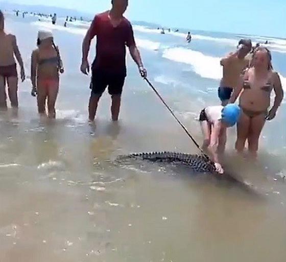 اعتقال رجل اصطحب تمساحا الى احد الشواطئ بروسيا.. فيديو صورة رقم 1