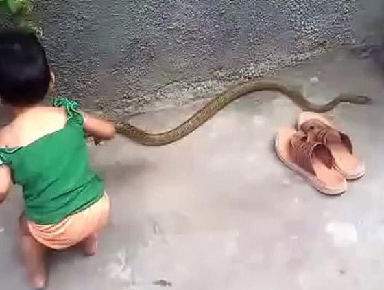 طفل عمره 11 شهراً يتناول ثعباناً في صعيد مصر صورة رقم 2