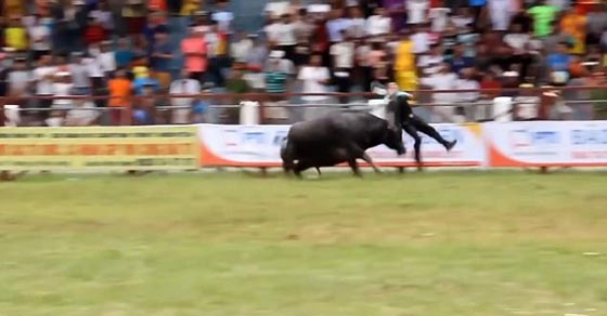 ثور يقتل احد المدربين وتعليق مهرجان مصارعة الثيران في فيتنام.. فيديو صورة رقم 4