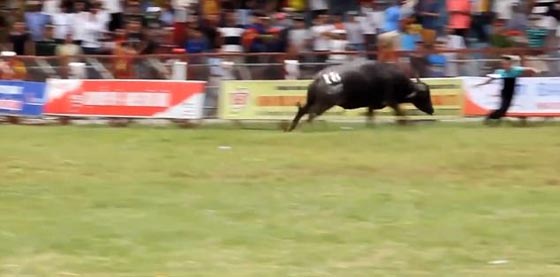 ثور يقتل احد المدربين وتعليق مهرجان مصارعة الثيران في فيتنام.. فيديو صورة رقم 1