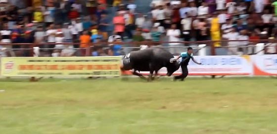 ثور يقتل احد المدربين وتعليق مهرجان مصارعة الثيران في فيتنام.. فيديو صورة رقم 5
