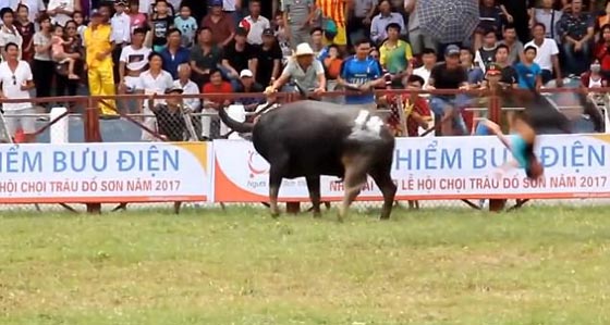 ثور يقتل احد المدربين وتعليق مهرجان مصارعة الثيران في فيتنام.. فيديو صورة رقم 2