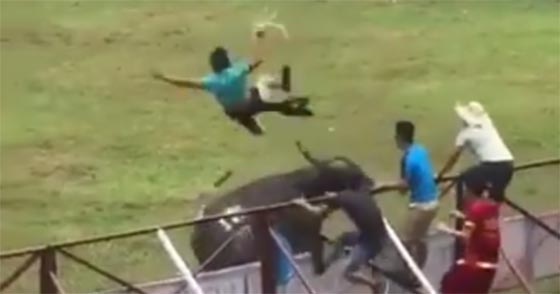 ثور يقتل احد المدربين وتعليق مهرجان مصارعة الثيران في فيتنام.. فيديو صورة رقم 3