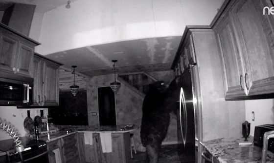 دب مرعب يتسلل الى منزل ويتجول على راحته بحثا عن طعام.. فيديو صورة رقم 1