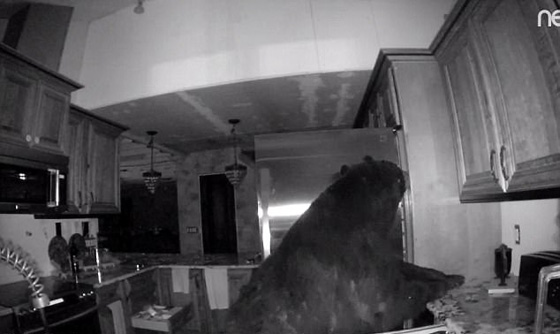 دب مرعب يتسلل الى منزل ويتجول على راحته بحثا عن طعام.. فيديو صورة رقم 2