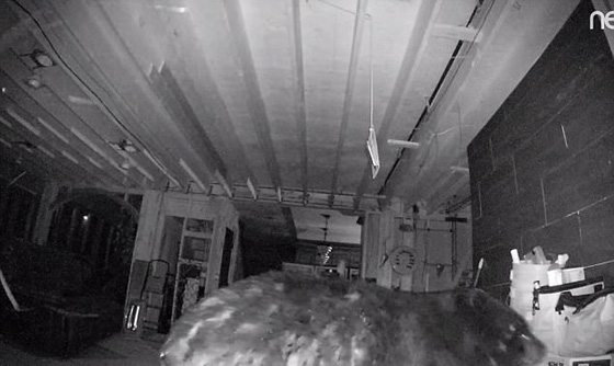 دب مرعب يتسلل الى منزل ويتجول على راحته بحثا عن طعام.. فيديو صورة رقم 3